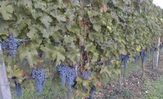 Chardonnay-Trauben im Weinbaugebiet Nahe bei Langenlonsheim