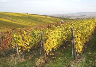 Langenlonsheim - Weinberge im goldenen Oktober
