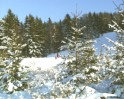 Winterlandschaft am Schanzerkopf im Hunsrck